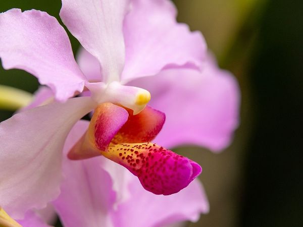 Fiji-Viti Levu Pink orchid close-up